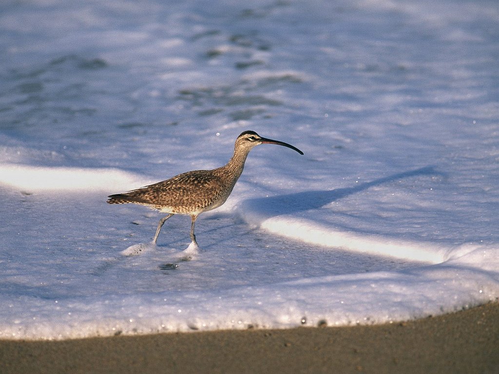 Sandpiper, Huntington Beach, California